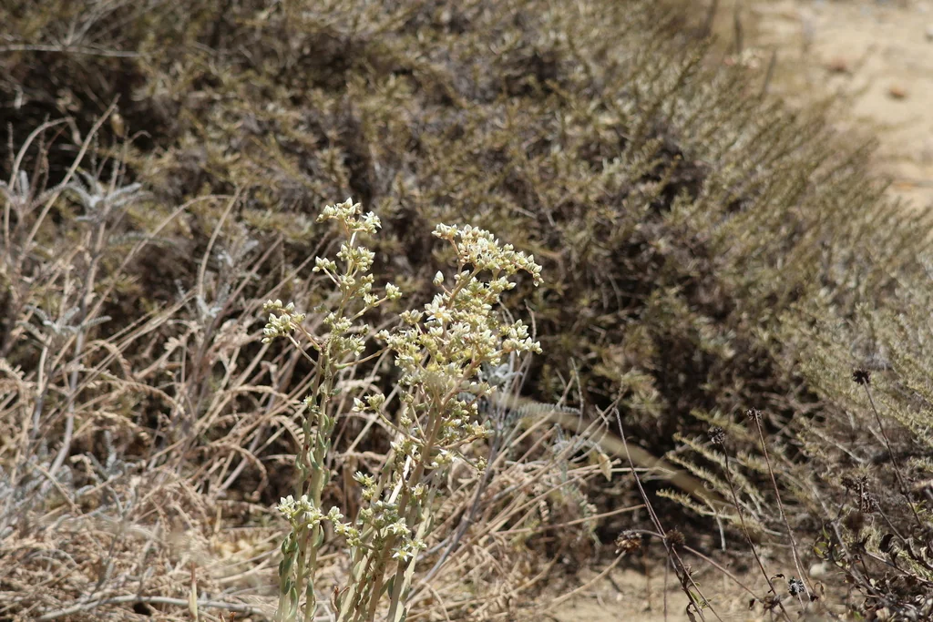 Dudleya Edulis