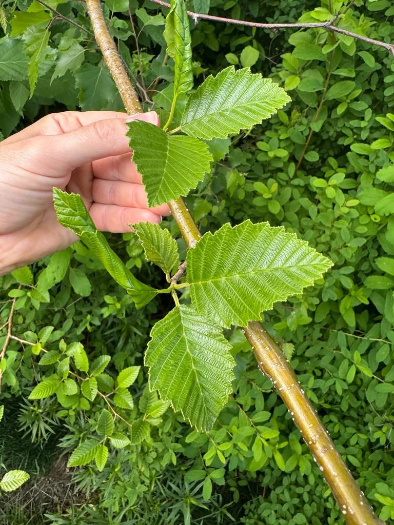 Alnus Rubra