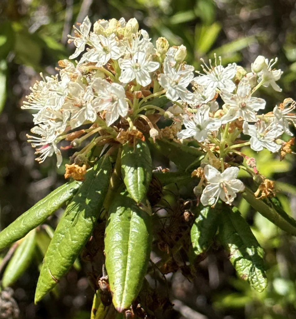 Rhododendron Columbianum