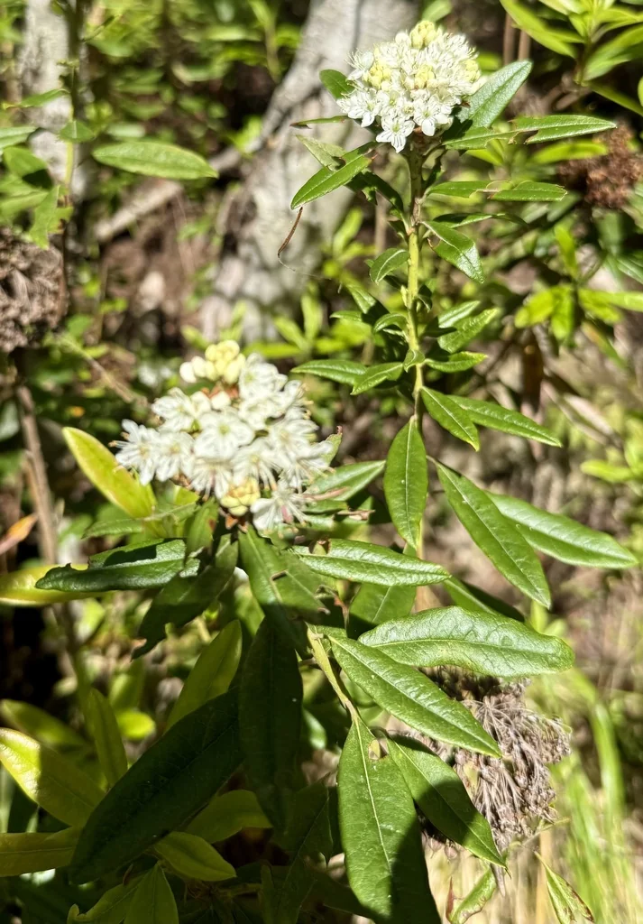 Rhododendron Columbianum