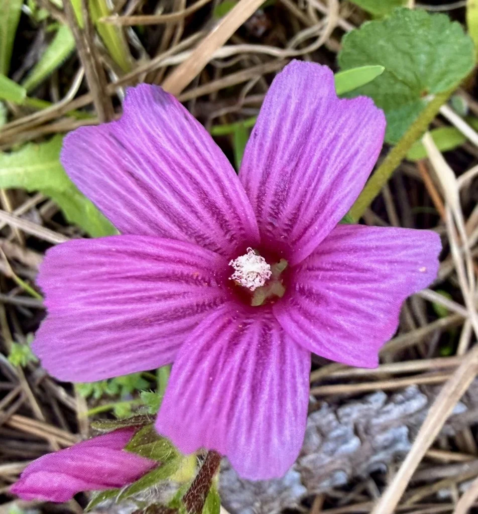 Sidalcea Malviflora