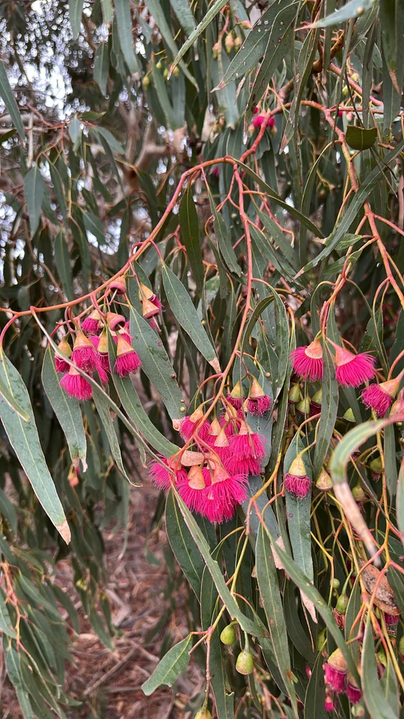 Eucalyptus Leucoxylon