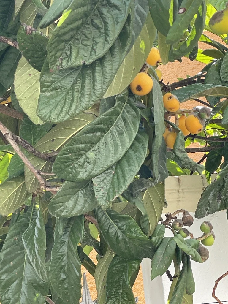 Eriobotrya Japonica