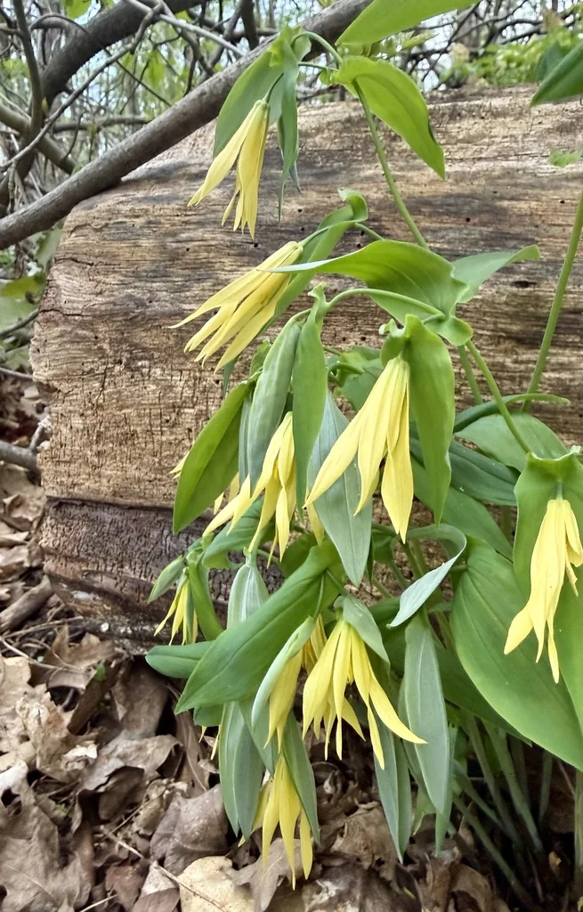 Uvularia grandiflora