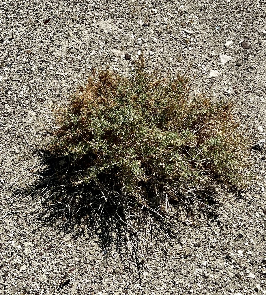 Ambrosia Dumosa