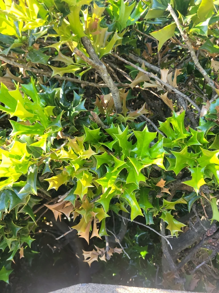 Ilex Cornuta