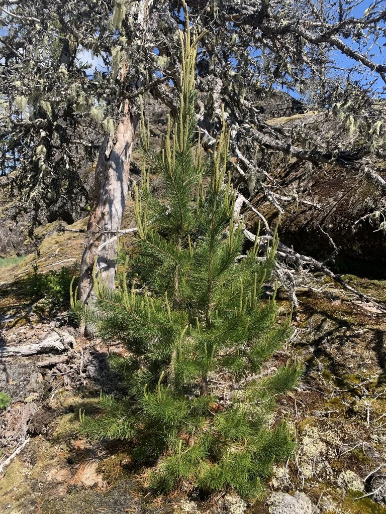 Pinus Contorta Var. Contorta