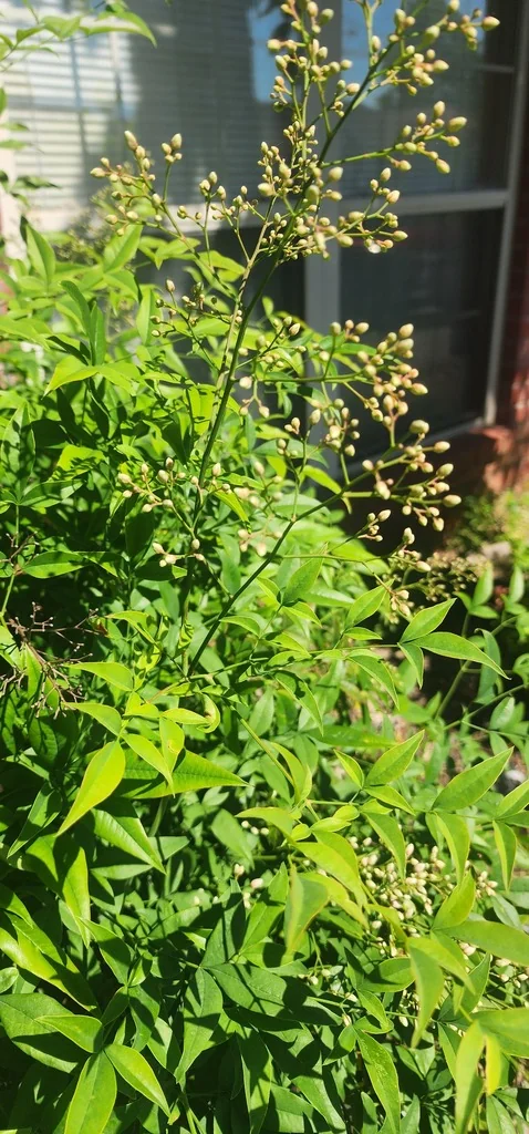 Nandina Domestica