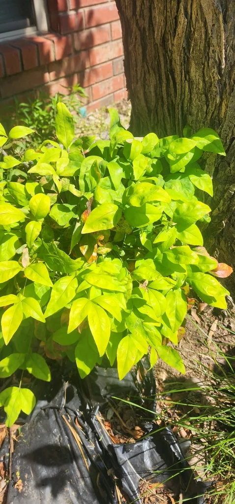 Nandina Domestica