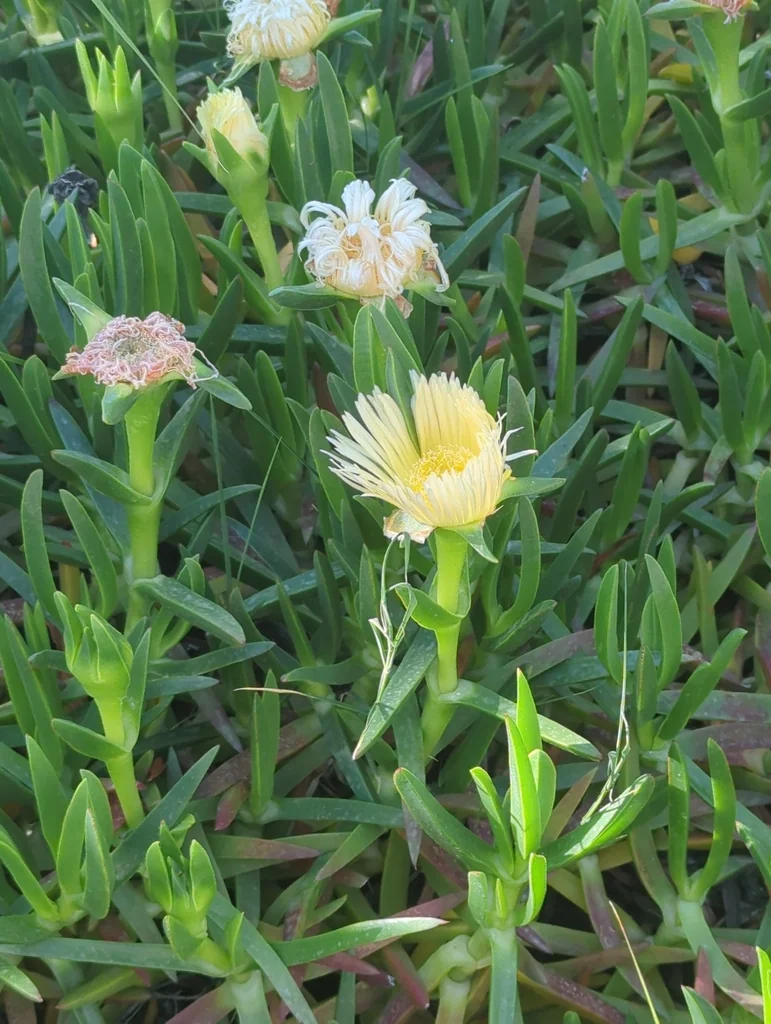 Carpobrotus Edulis