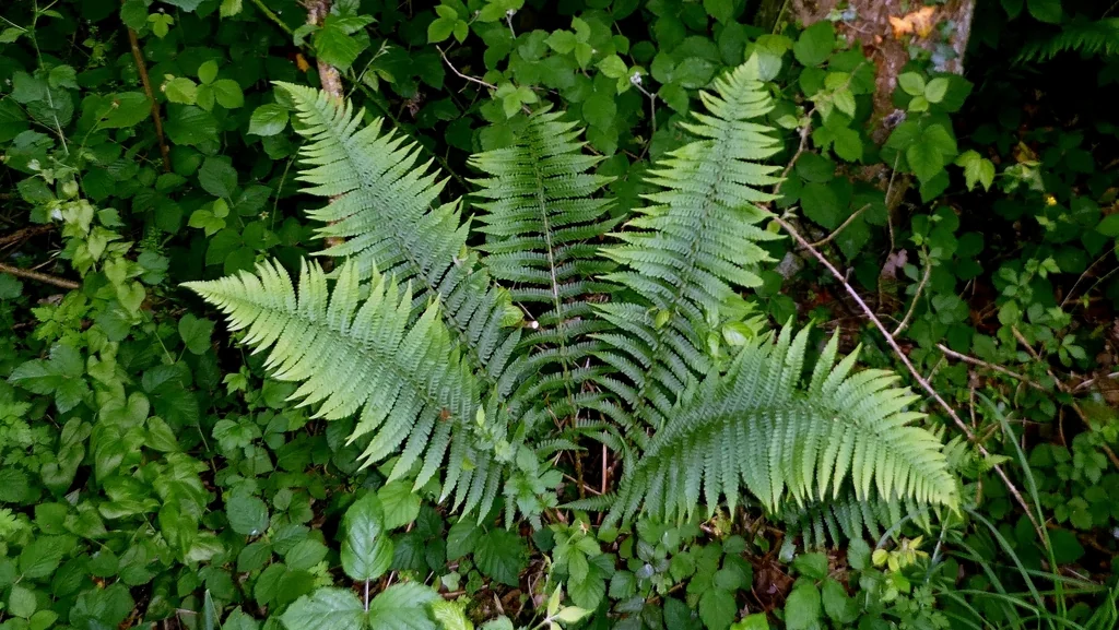 Dryopteris Affinis