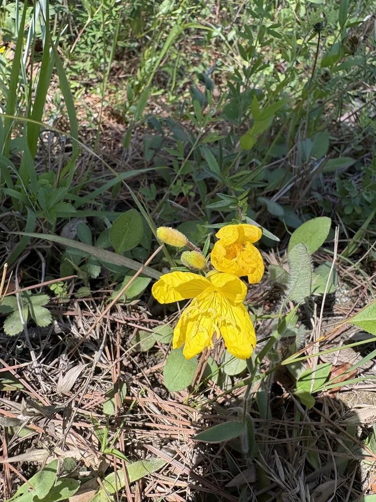 Oenothera Fruticosa