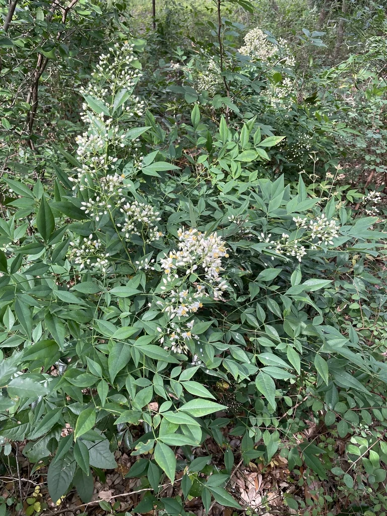 Nandina Domestica