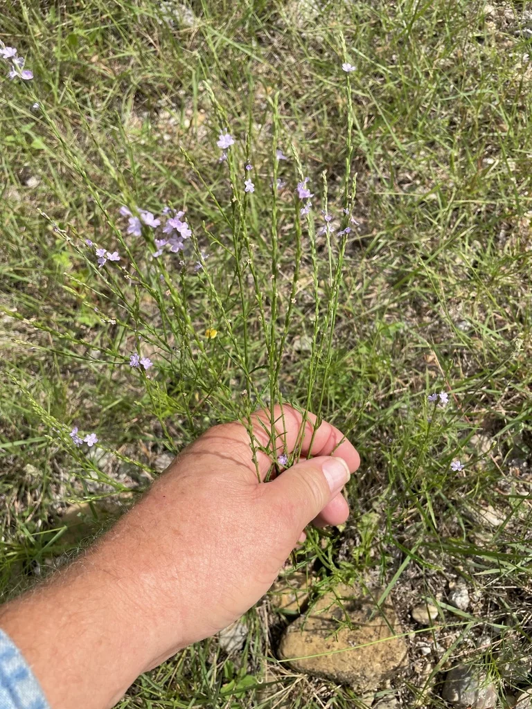 Verbena Halei