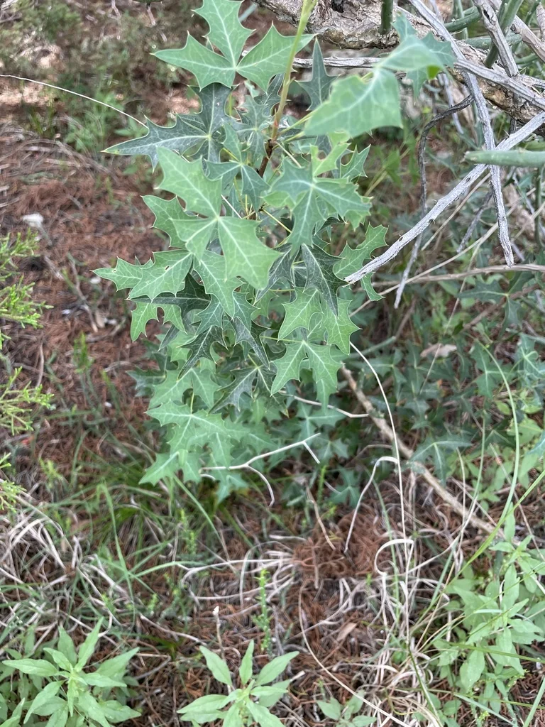 Berberis Trifoliolata