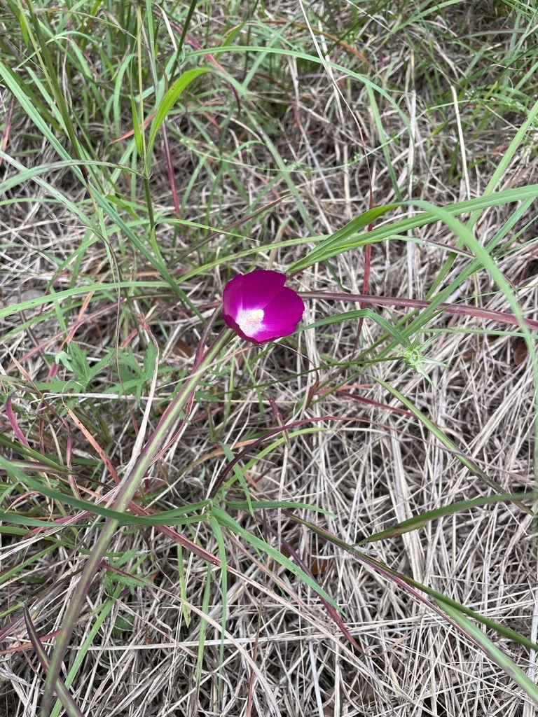 Callirhoe Involucrata