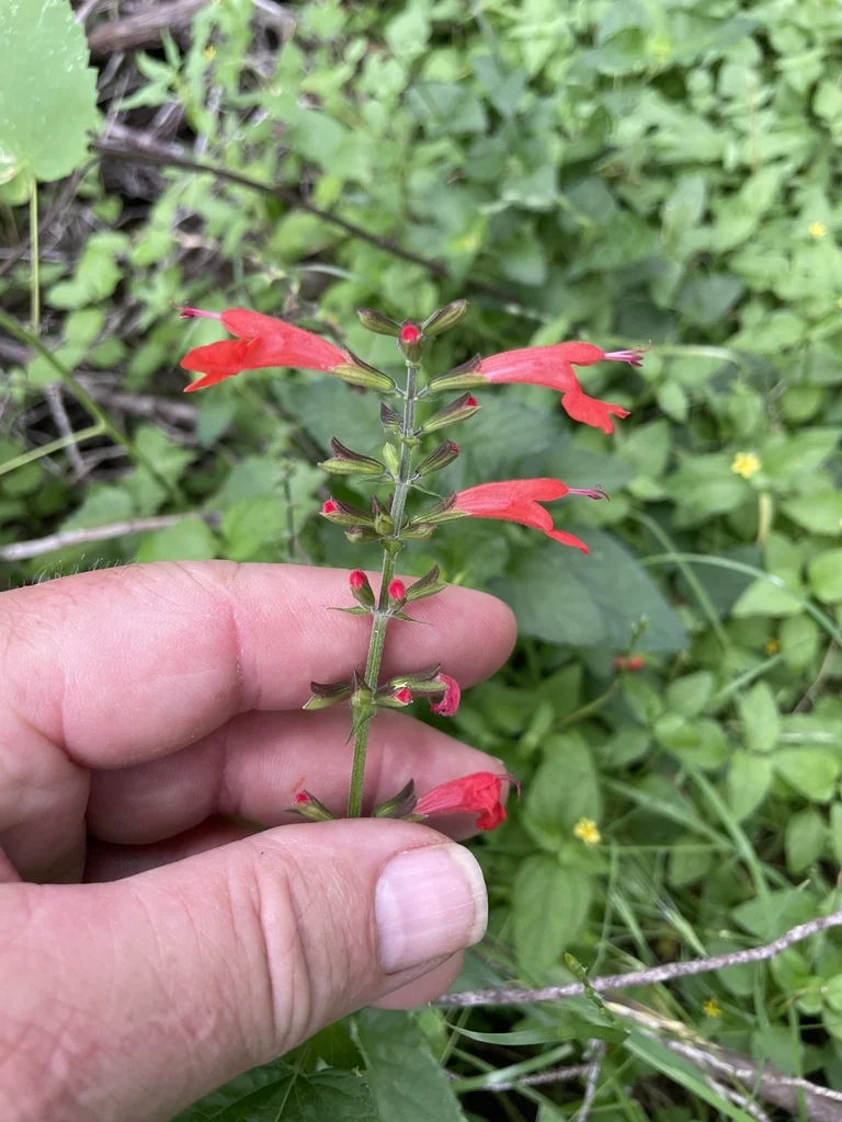 Salvia coccinea