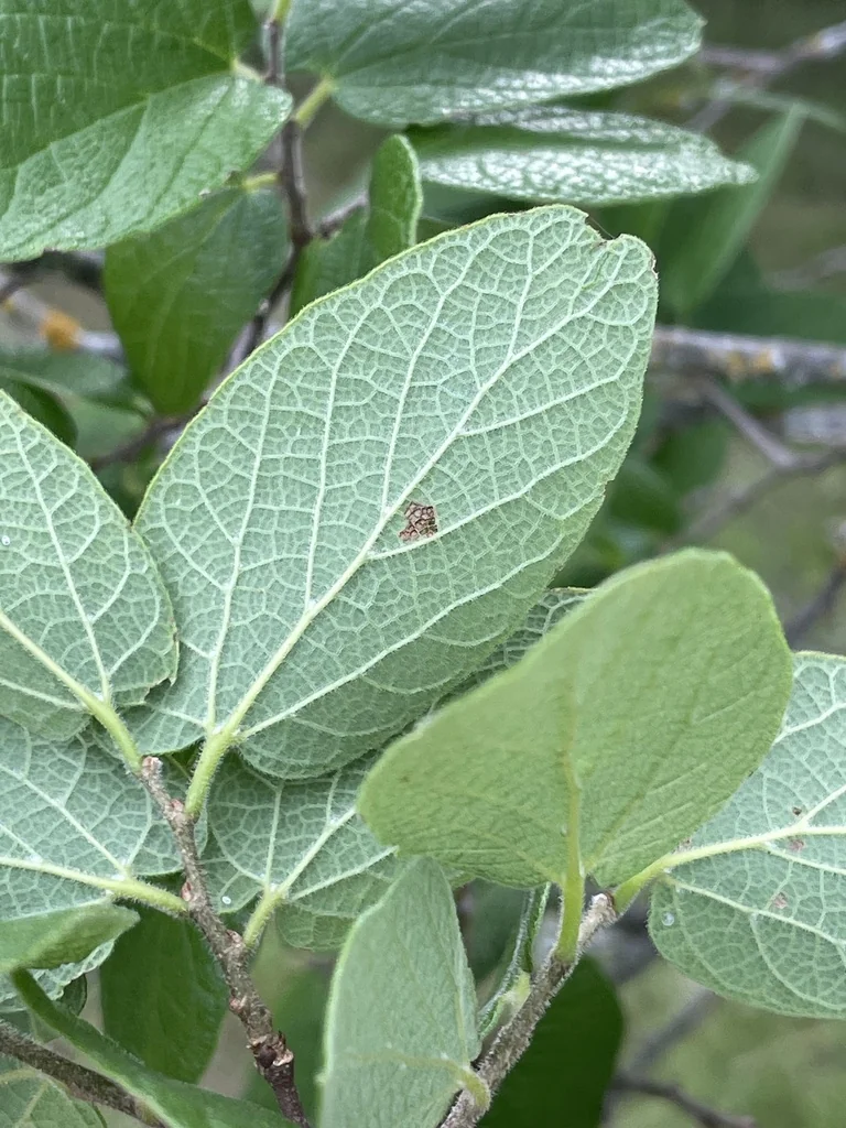 Celtis Reticulata