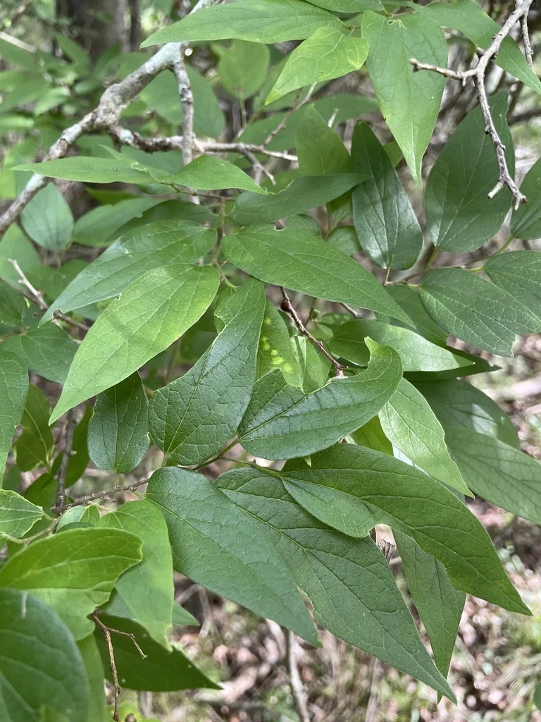 Celtis Laevigata