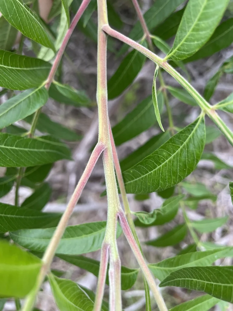 Rhus Lanceolata
