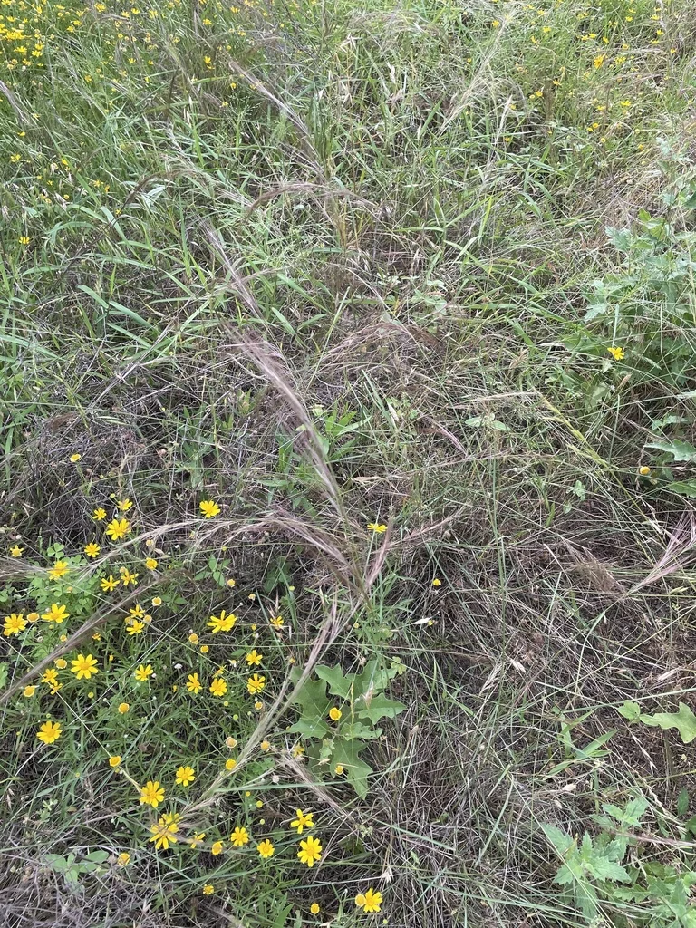 Aristida Purpurea