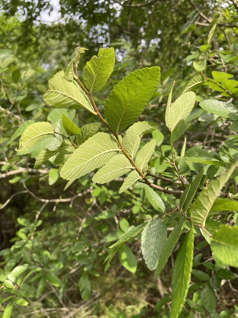 Ulmus Crassifolia
