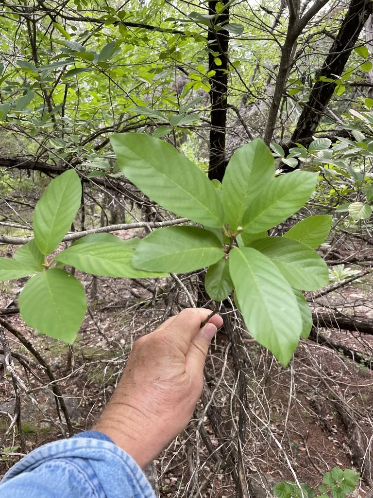 Rhamnus Caroliniana
