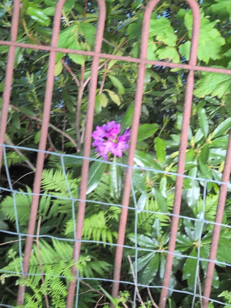 Rhododendron Ponticum