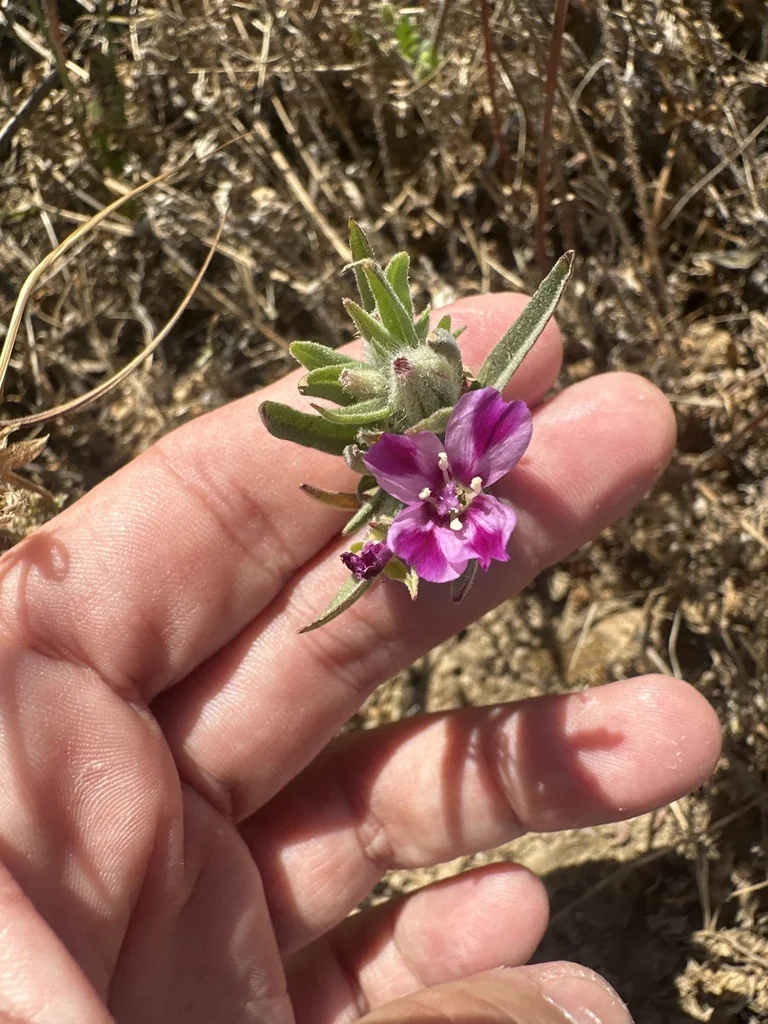 Clarkia Purpurea