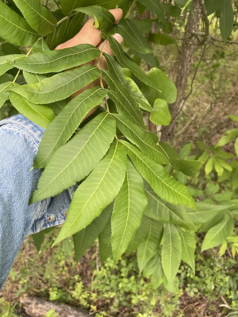 Carya illinoinensis