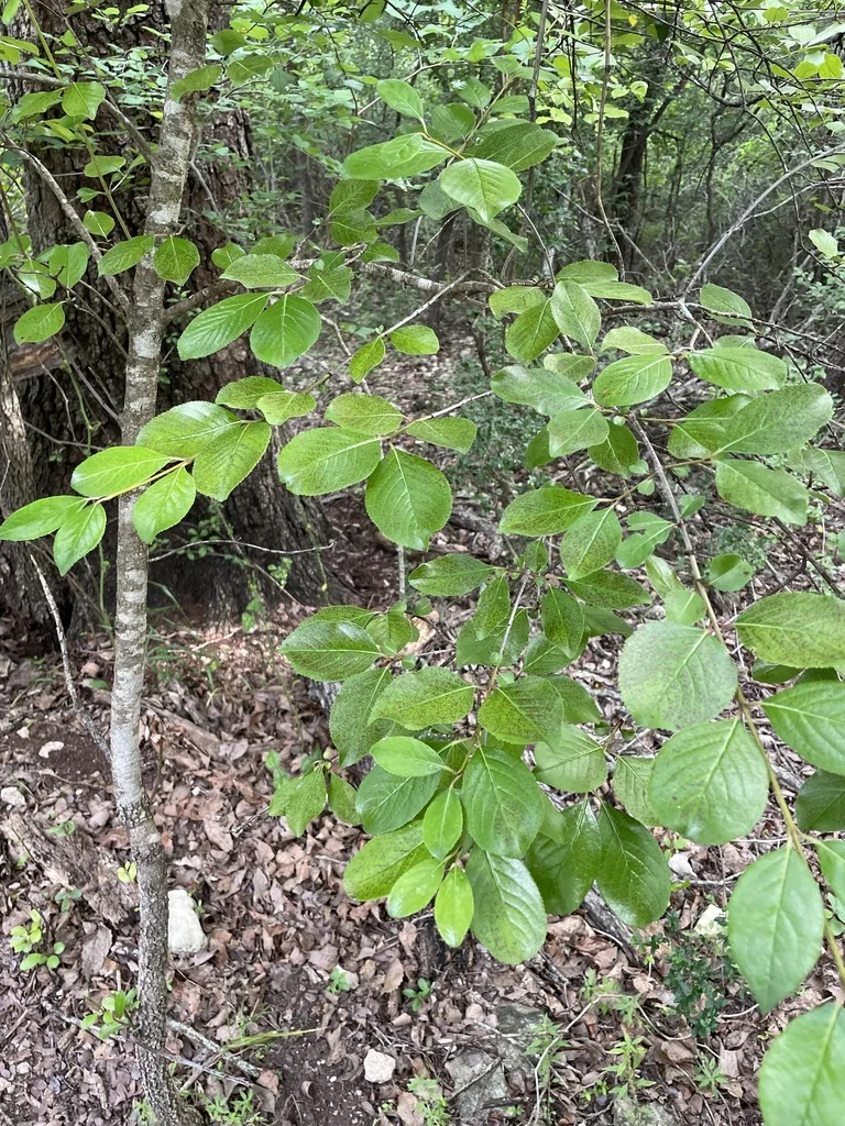 Viburnum rufidulum