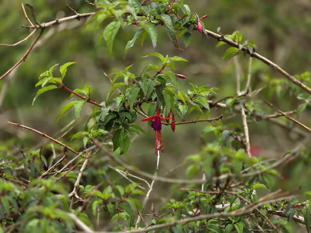 Fuchsia Magellanica