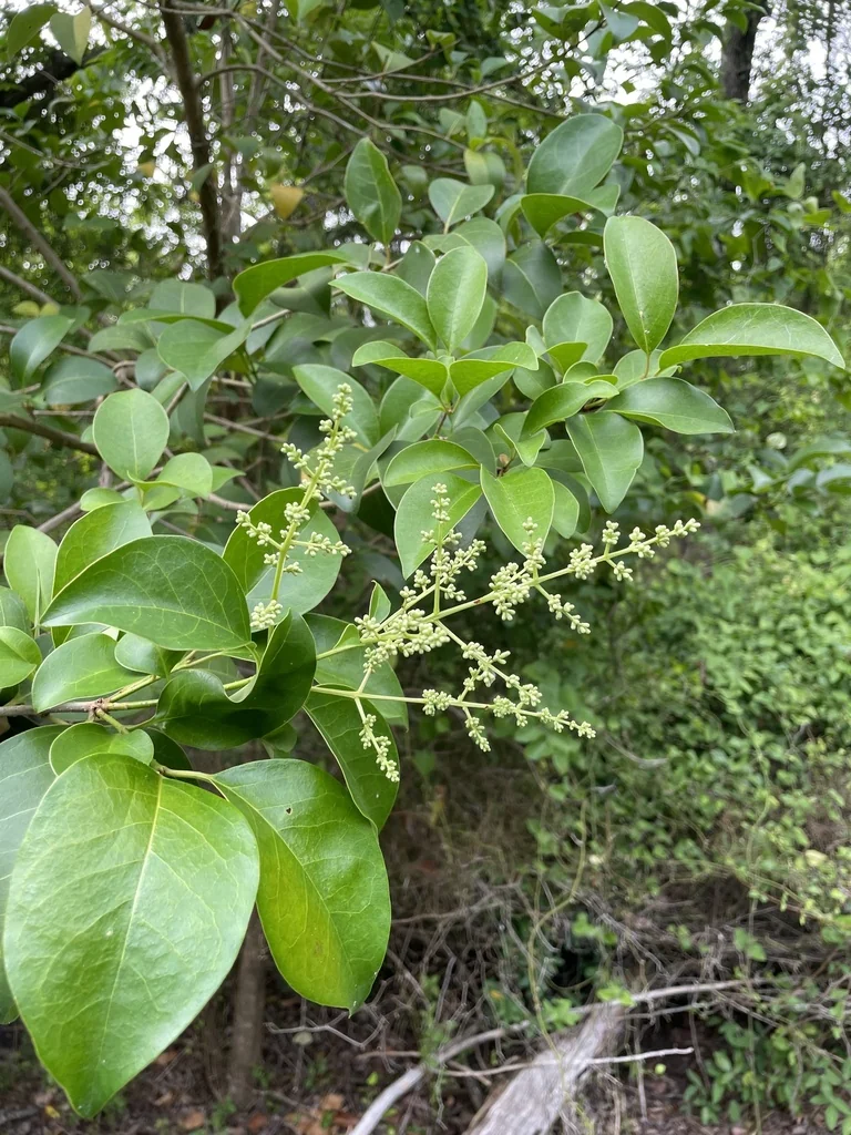 Ligustrum Lucidum