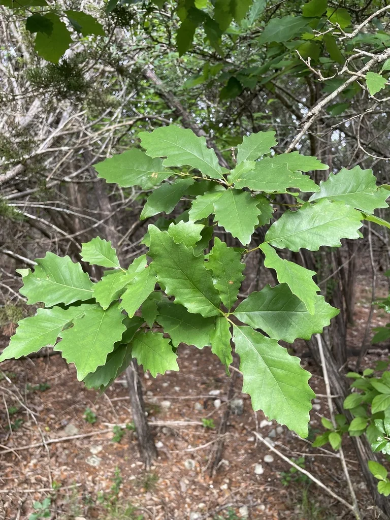 Quercus Muehlenbergii