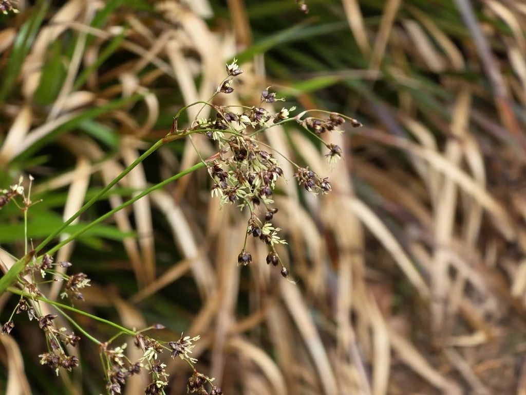 Luzula Sylvatica