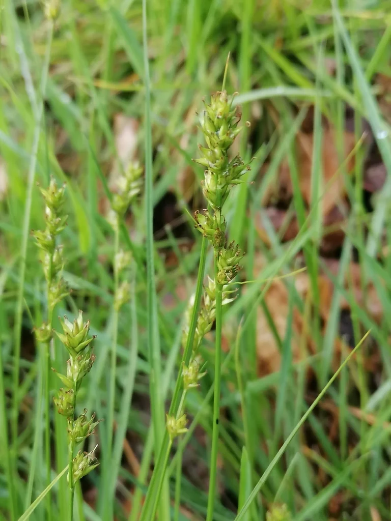 Carex Divulsa