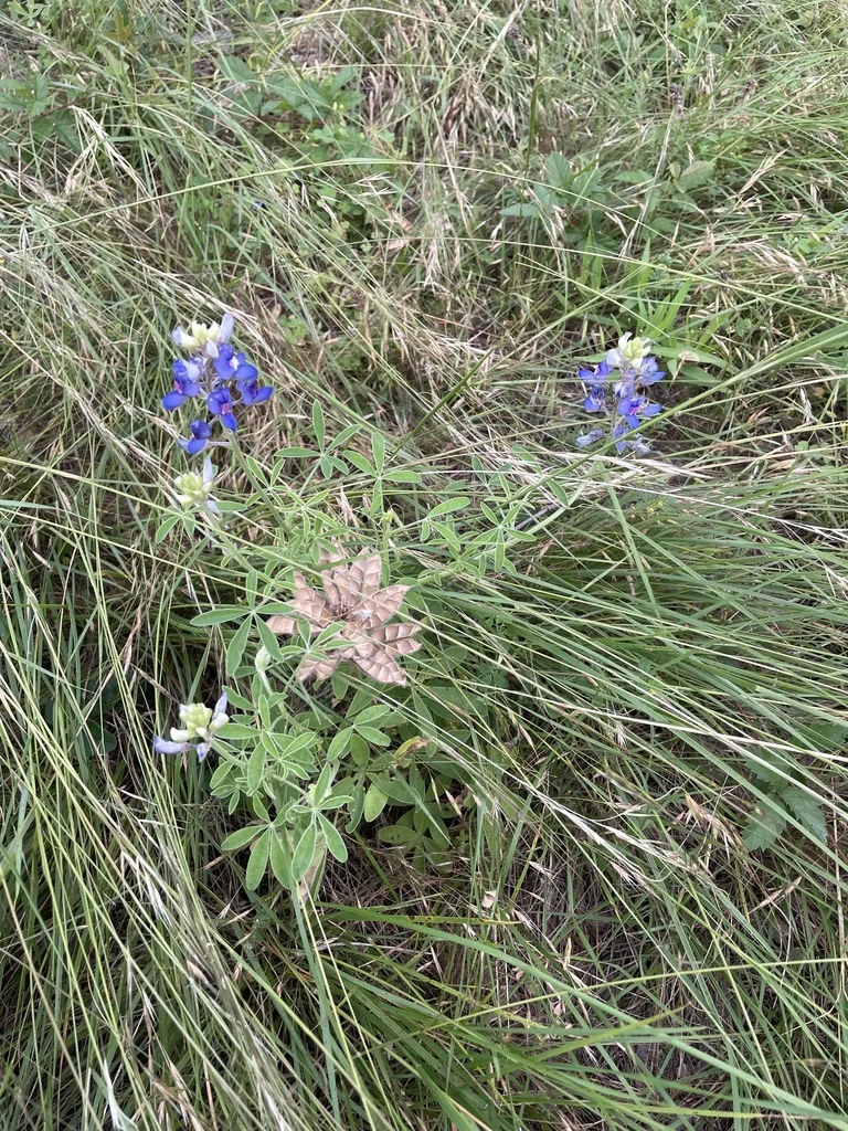 Lupinus Texensis