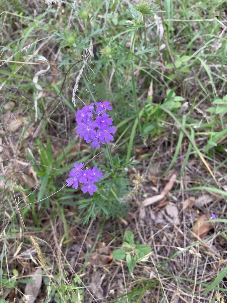 Glandularia Bipinnatifida