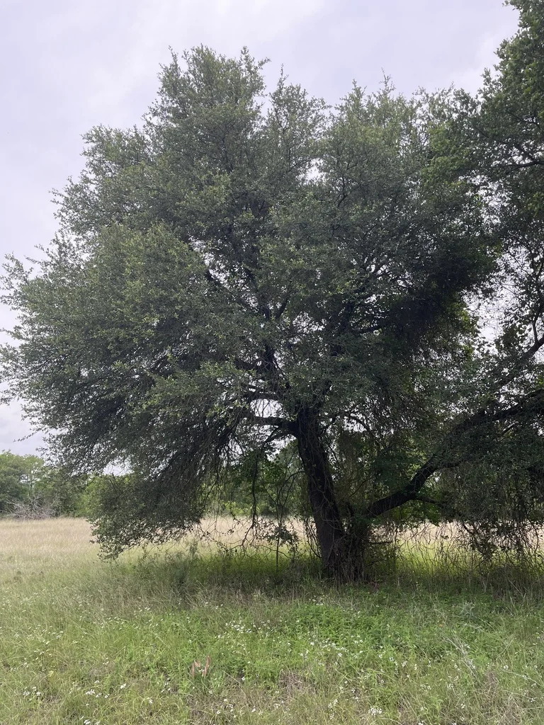 Quercus Fusiformis