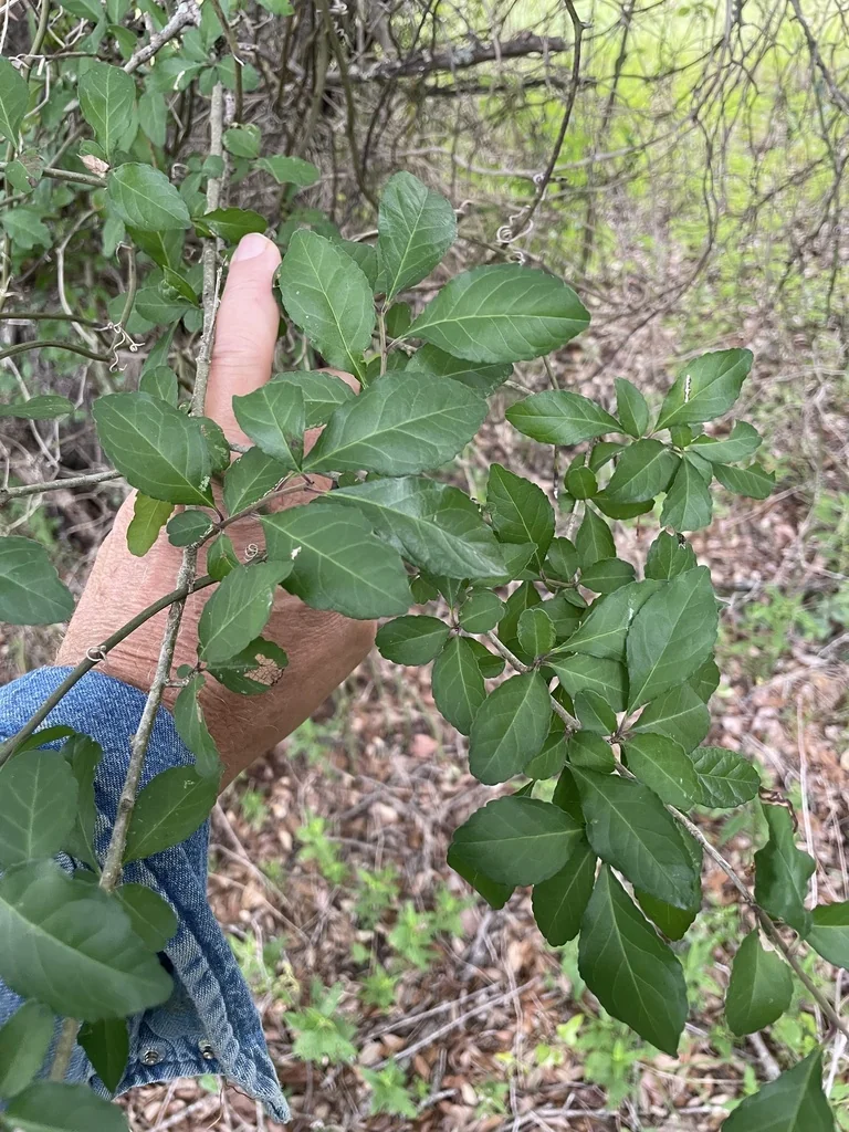 Ilex Decidua