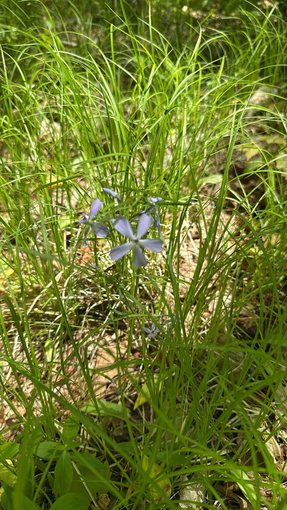 Phlox Divaricata