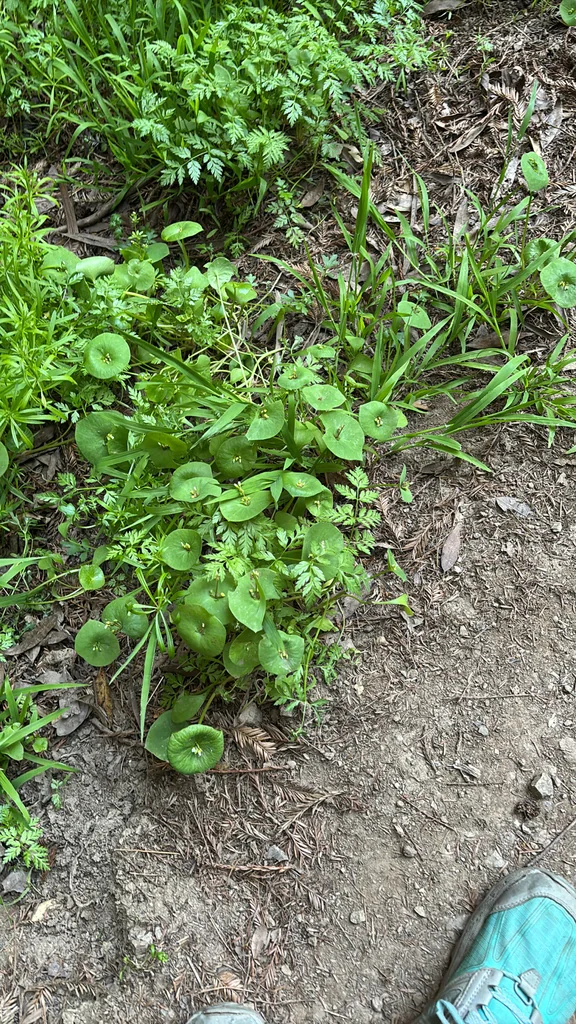 Claytonia Perfoliata