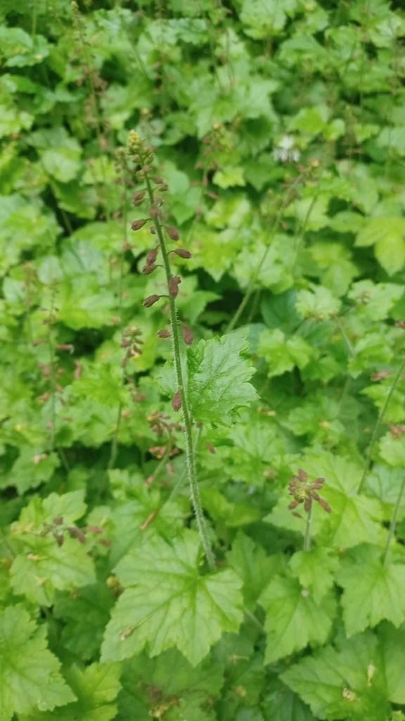 Tolmiea Menziesii