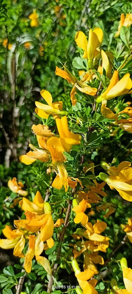 Caragana frutex