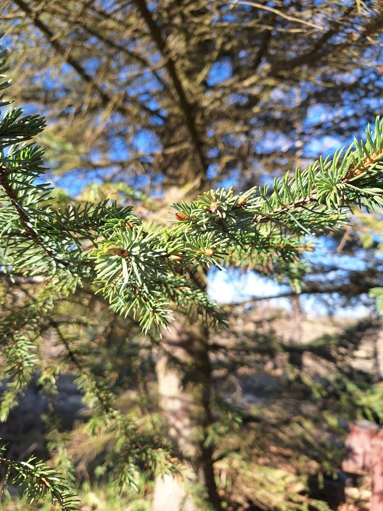 Picea Sitchensis