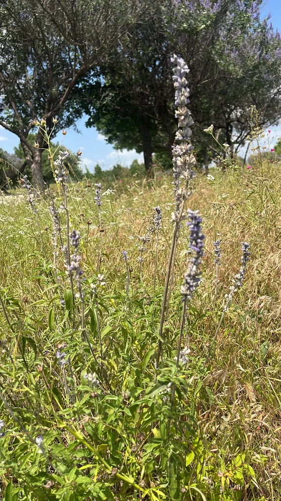 Salvia farinacea