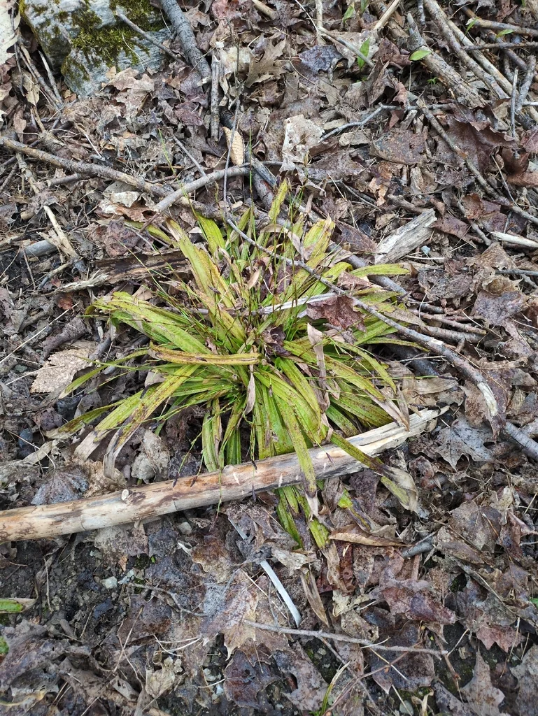 Carex plantaginea
