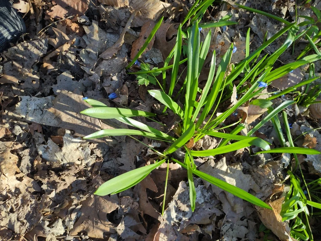Scilla Siberica