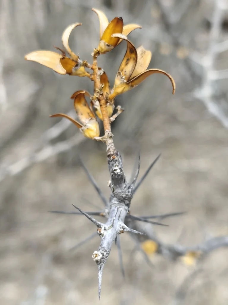 Fouquieria Diguetii