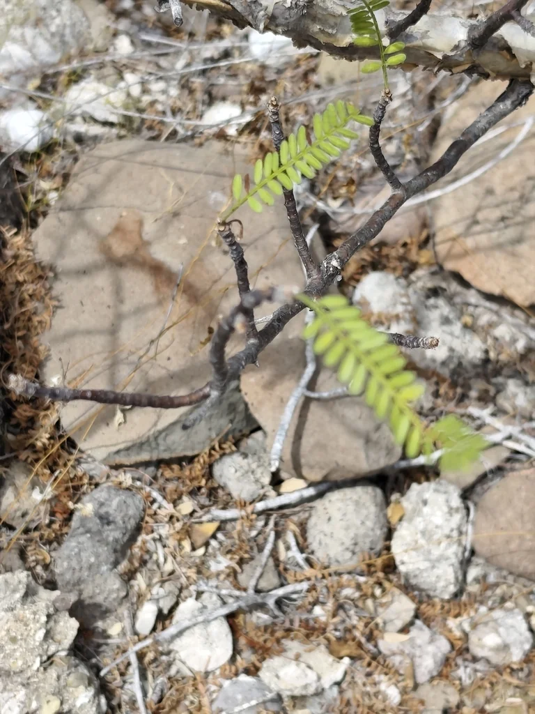 Bursera Microphylla
